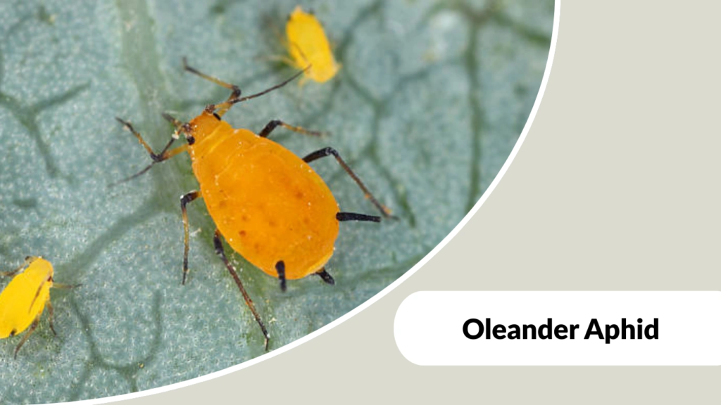 Oleander Aphid