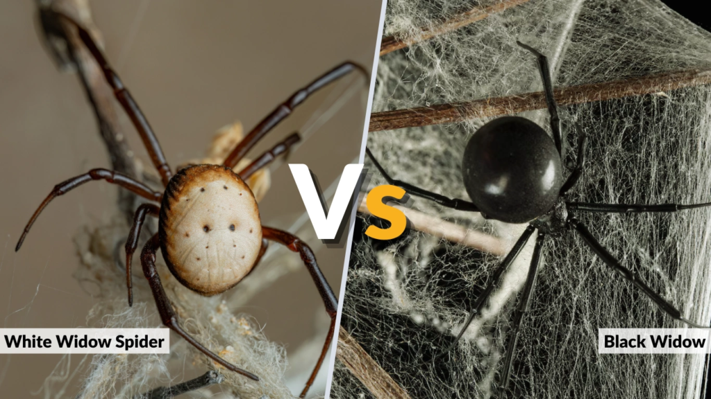 White Widow Spider vs Black Widow