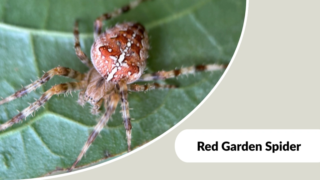Red Garden Spider