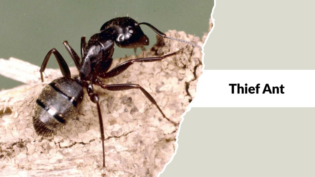 Thief Ants