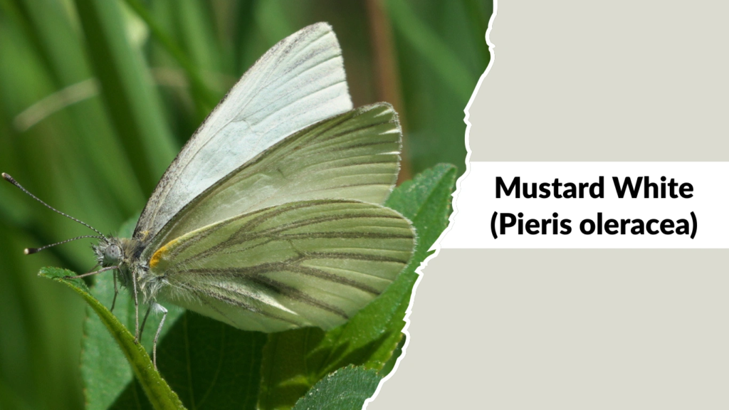 Mustard White (Pieris oleracea)