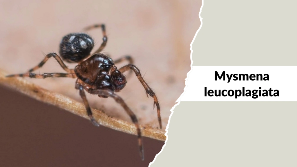 Mysmena leucoplagiata