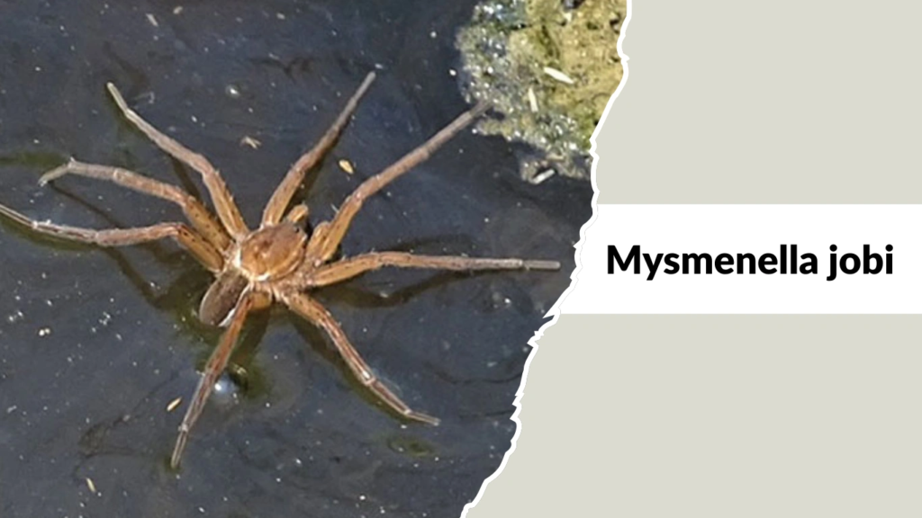 Mysmenella jobi