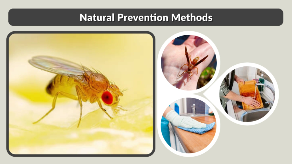Natural Prevention Methods