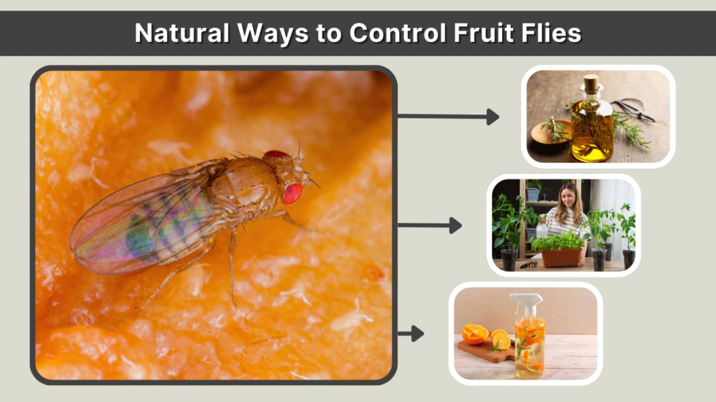 Natural Ways to Control Fruit Flies