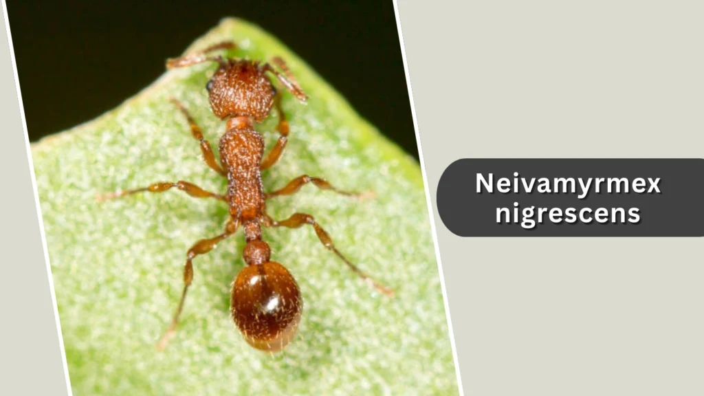 Neivamyrmex nigrescens