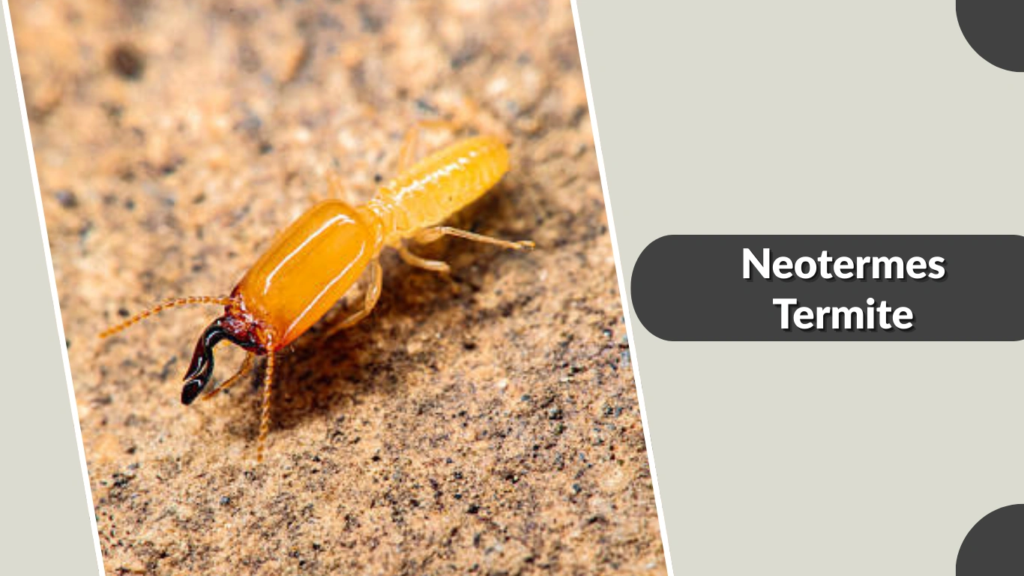 Neotermes Termite