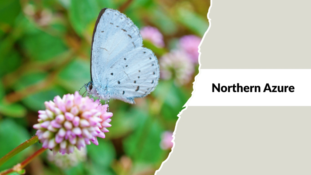 Northern Azure