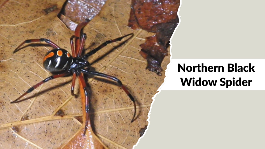 Northern Black Widow Spider