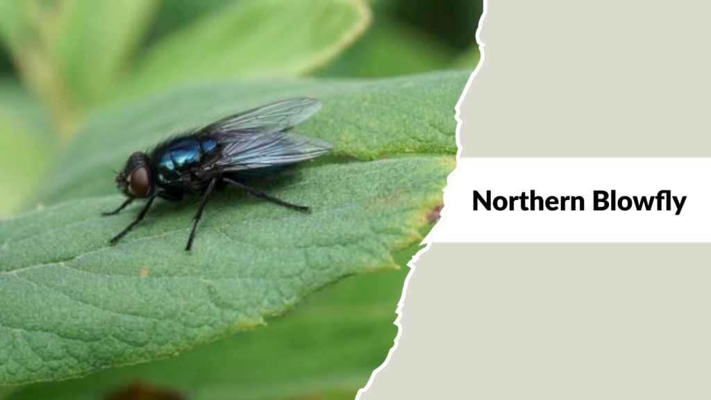 Northern Blowfly