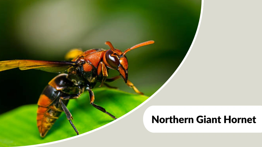 Northern Giant Hornet