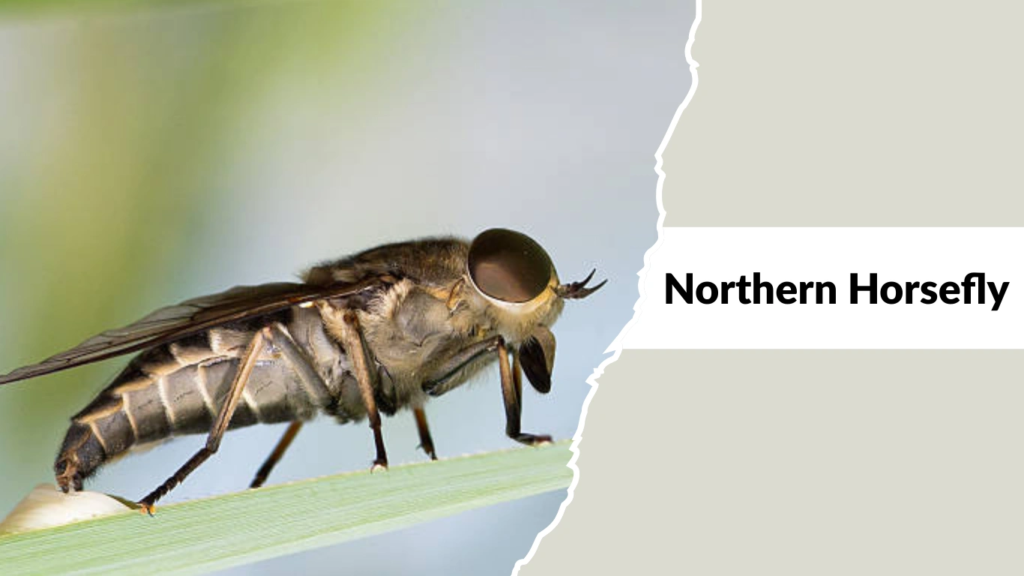 Northern Horsefly