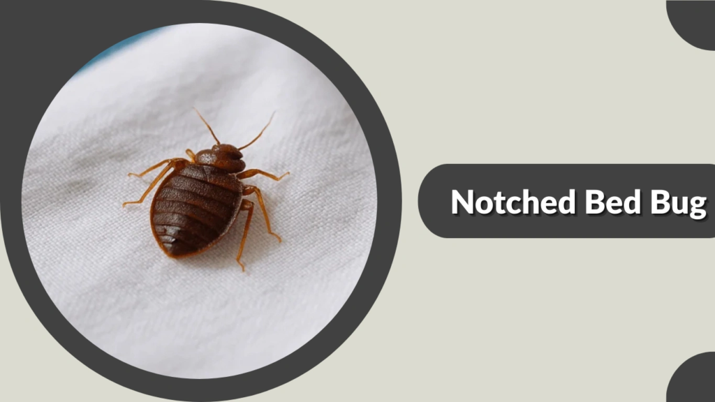 Notched Bed Bug