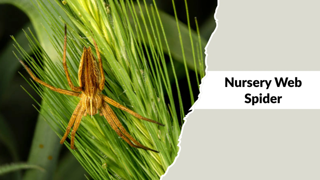Nursery Web Spider