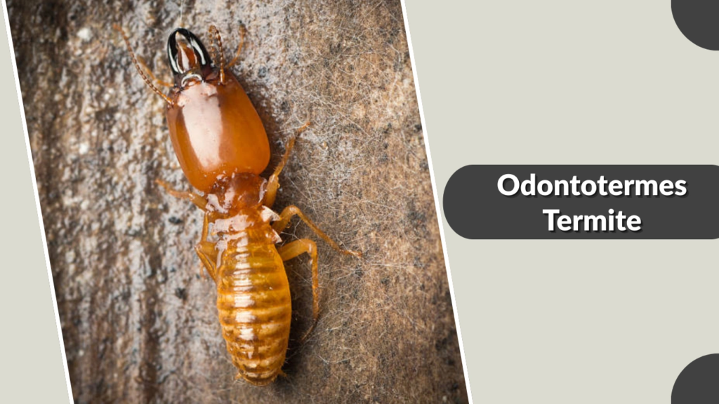 Odontotermes Termite