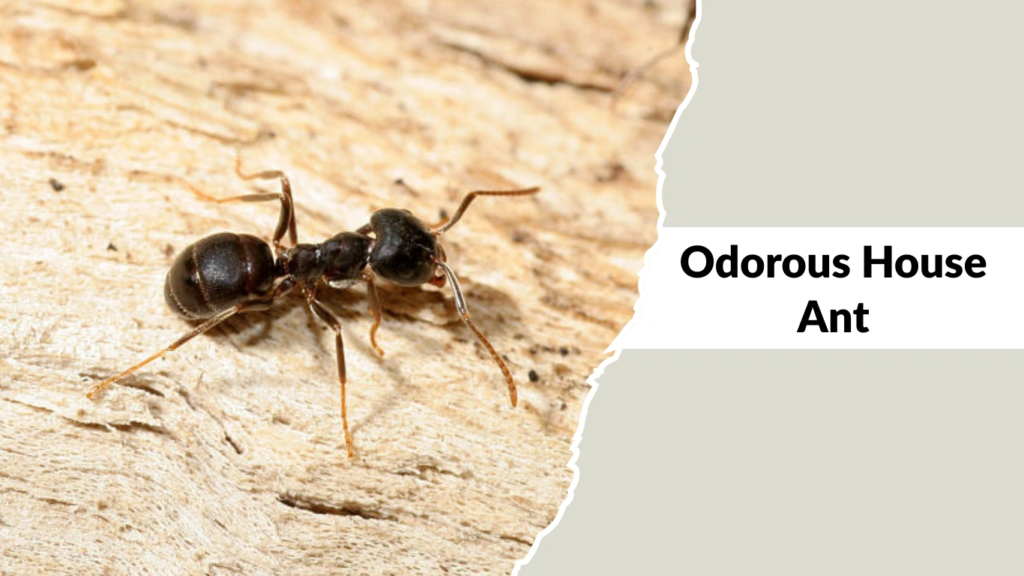 Odorous House Ants