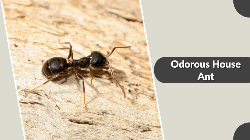 Odorous House Ant