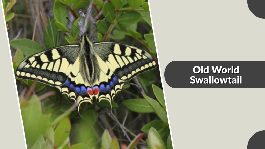 Old World Swallowtail