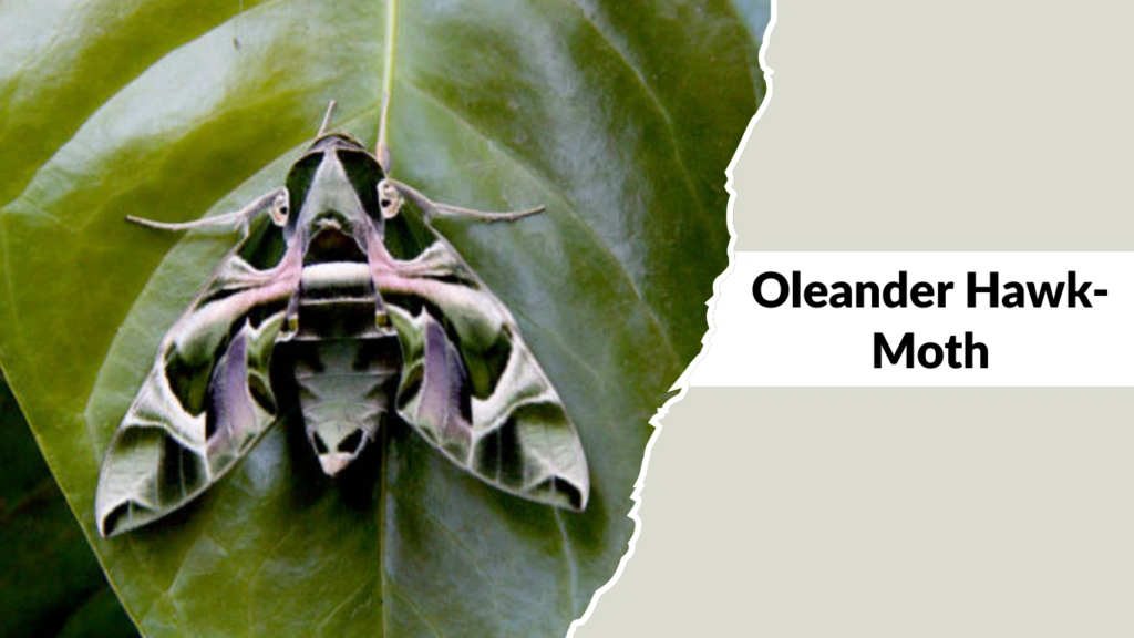 Oleander Hawk-Moth