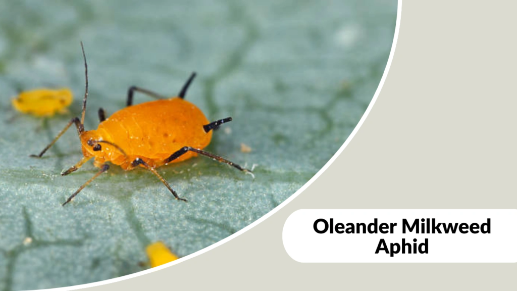 Oleander Milkweed Aphid