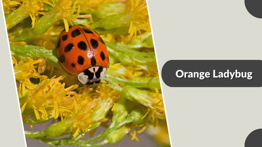 Orange Ladybug