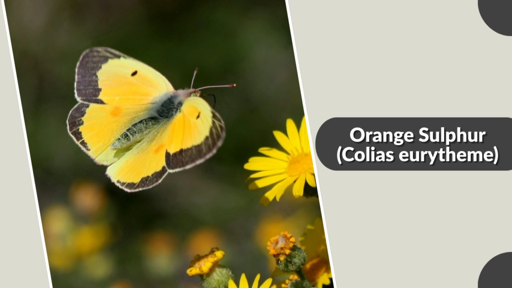 Orange Sulphur (Colias eurytheme)