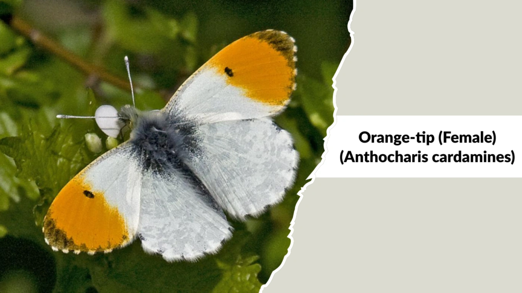 Orange-tip (Female) (Anthocharis cardamines)