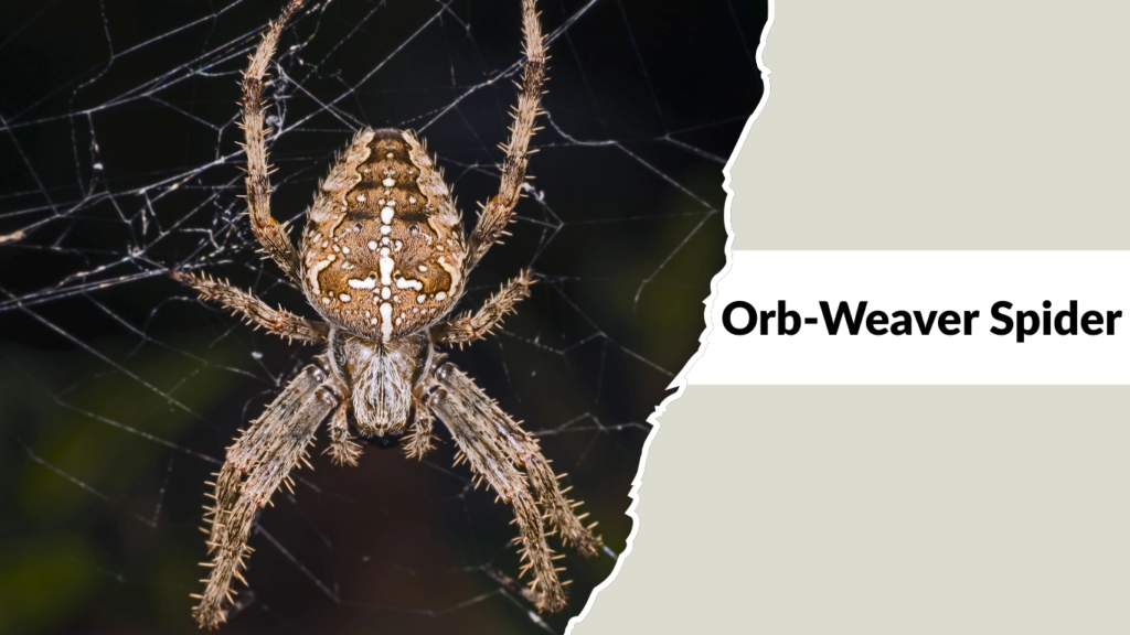 Orb-Weaver Spider