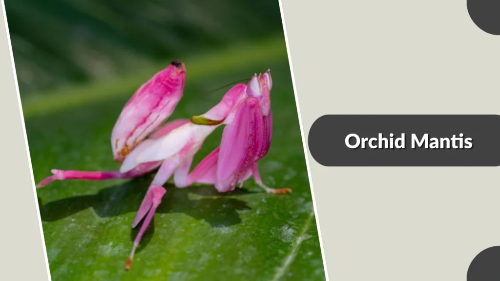 Orchid Mantis