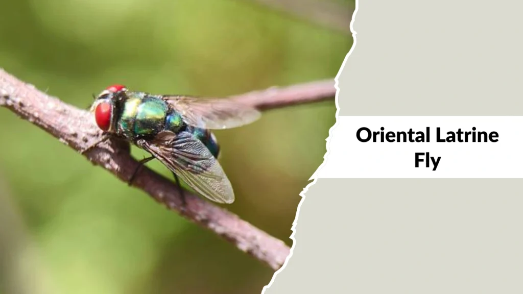 Oriental Latrine Fly