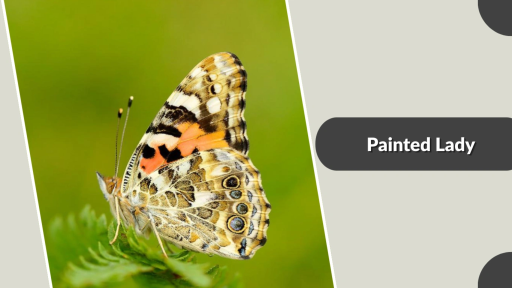 Painted Lady