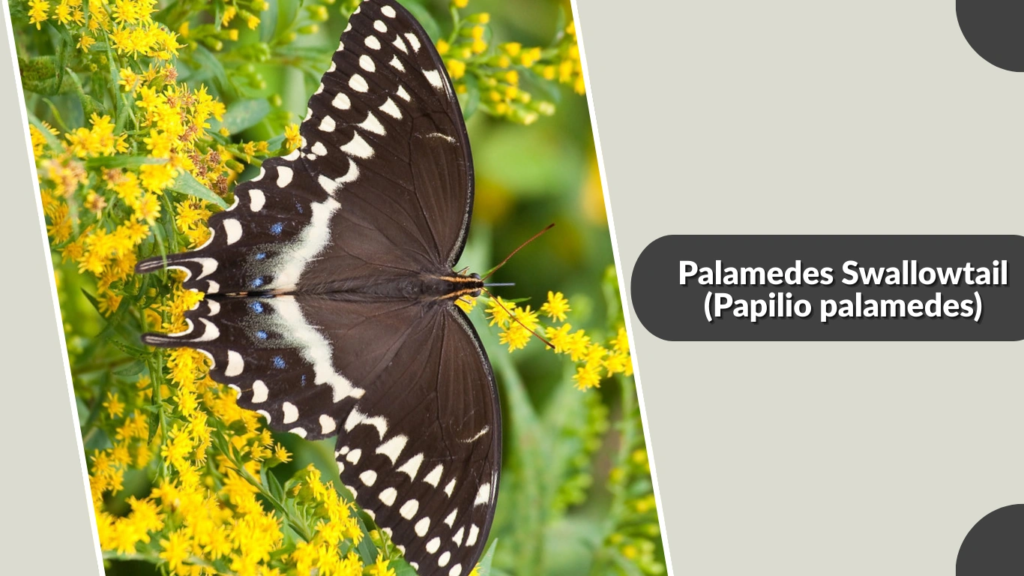 Palamedes Swallowtail (Papilio palamedes)