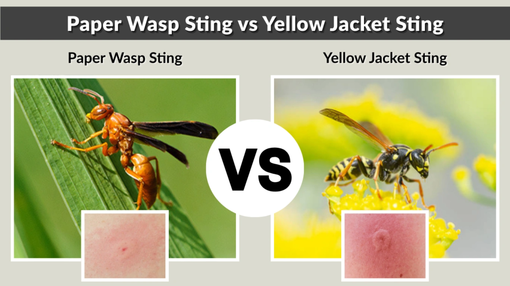 Paper Wasp Sting vs Yellow Jacket Sting