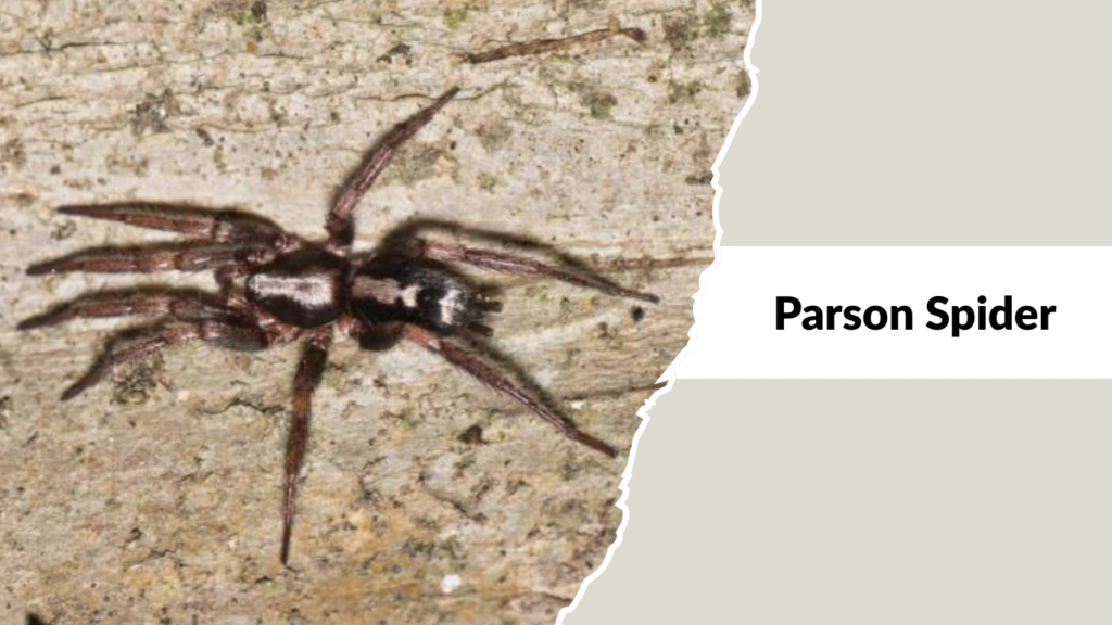 Parson Spider