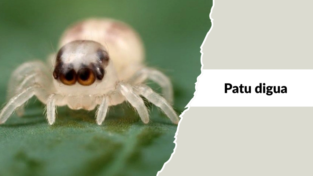 Patu digua