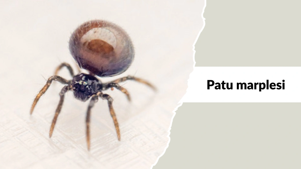 Patu marplesi