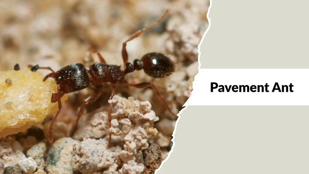 Pavement Ants