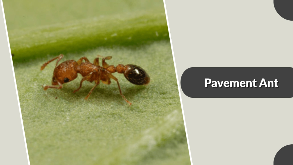 Pavement Ant