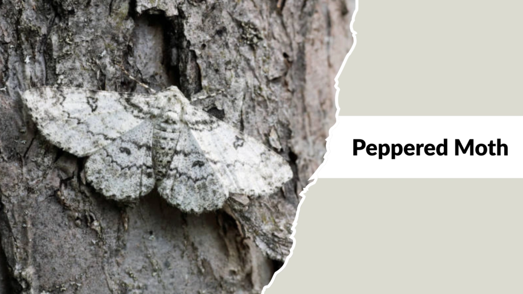 Peppered Moth