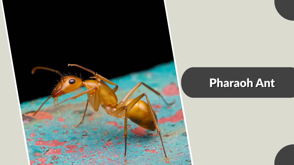 Pharaoh Ant