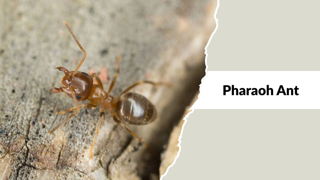 Pharaoh Ants