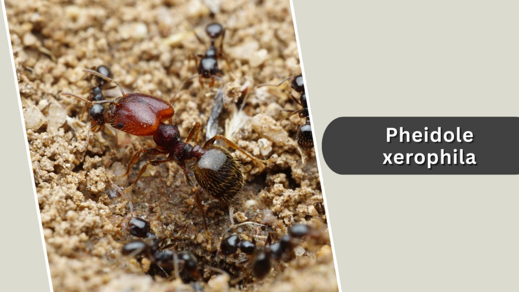 Pheidole xerophila
