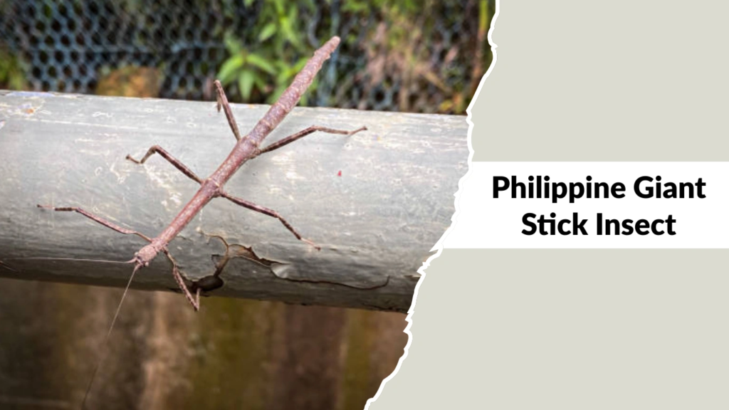 Philippine Giant Stick Insect