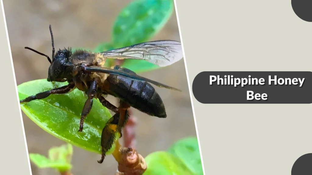 Philippine Honey Bee