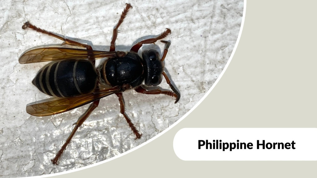Philippine Hornet