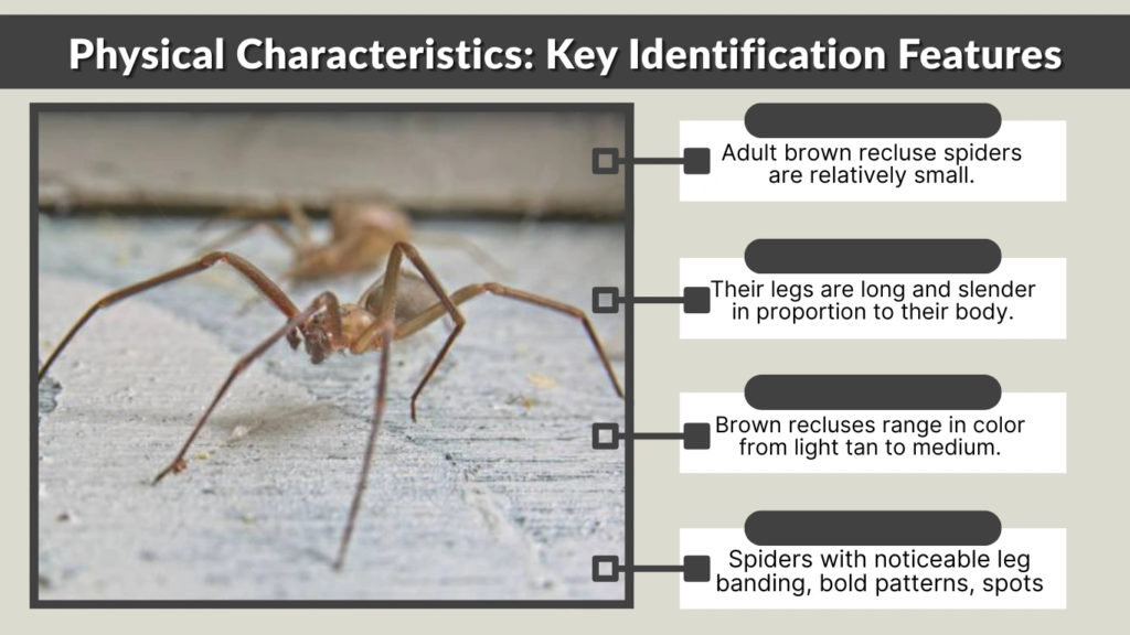 Physical Characteristics Key Identification Features