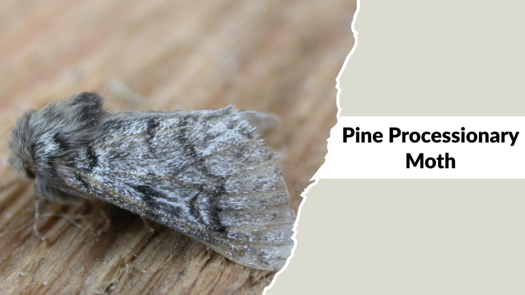 Pine Processionary Moth