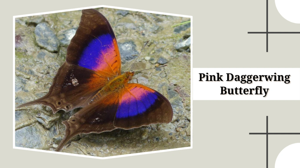 Pink Daggerwing Butterfly