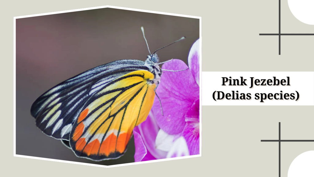Pink Jezebel (Delias species)