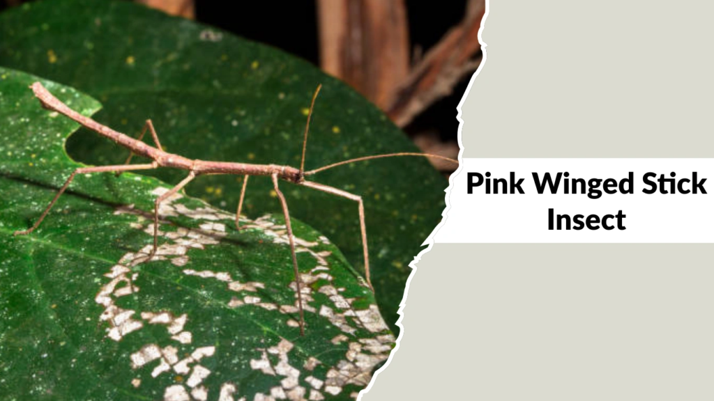 Pink Winged Stick Insect